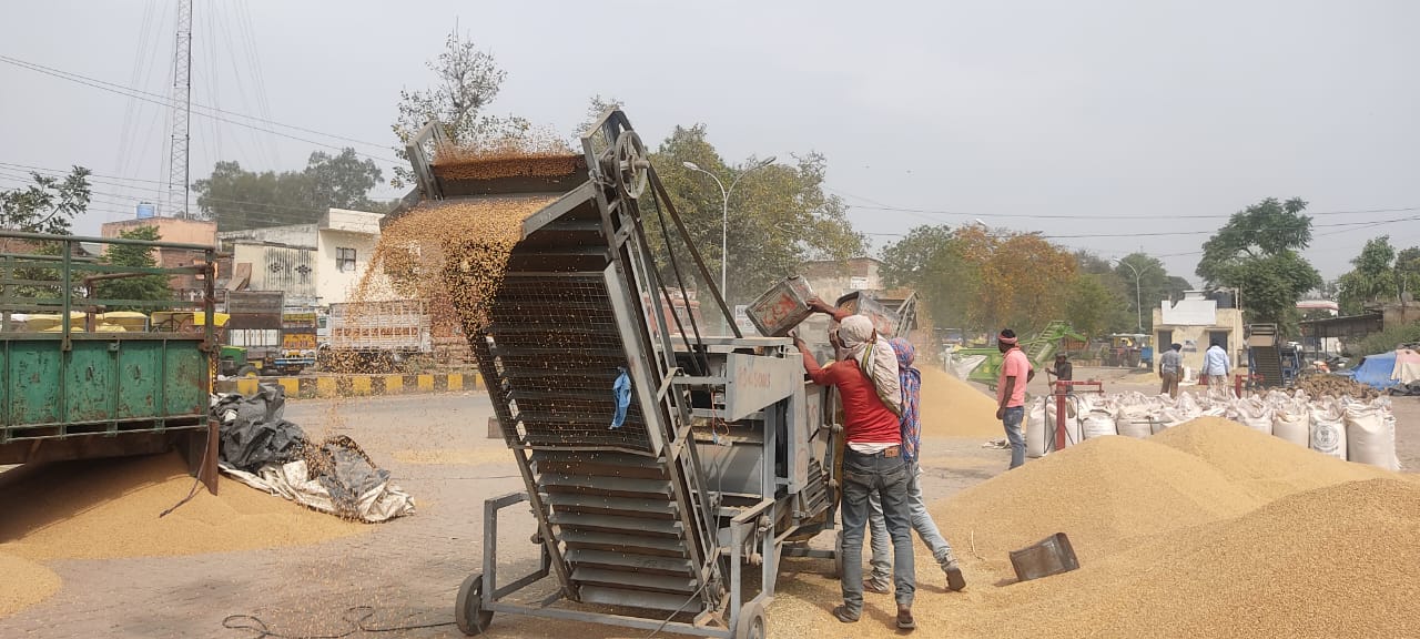 Wheat arrival picks up in Kapurthala- Govt purchases more than 50 thousand MT