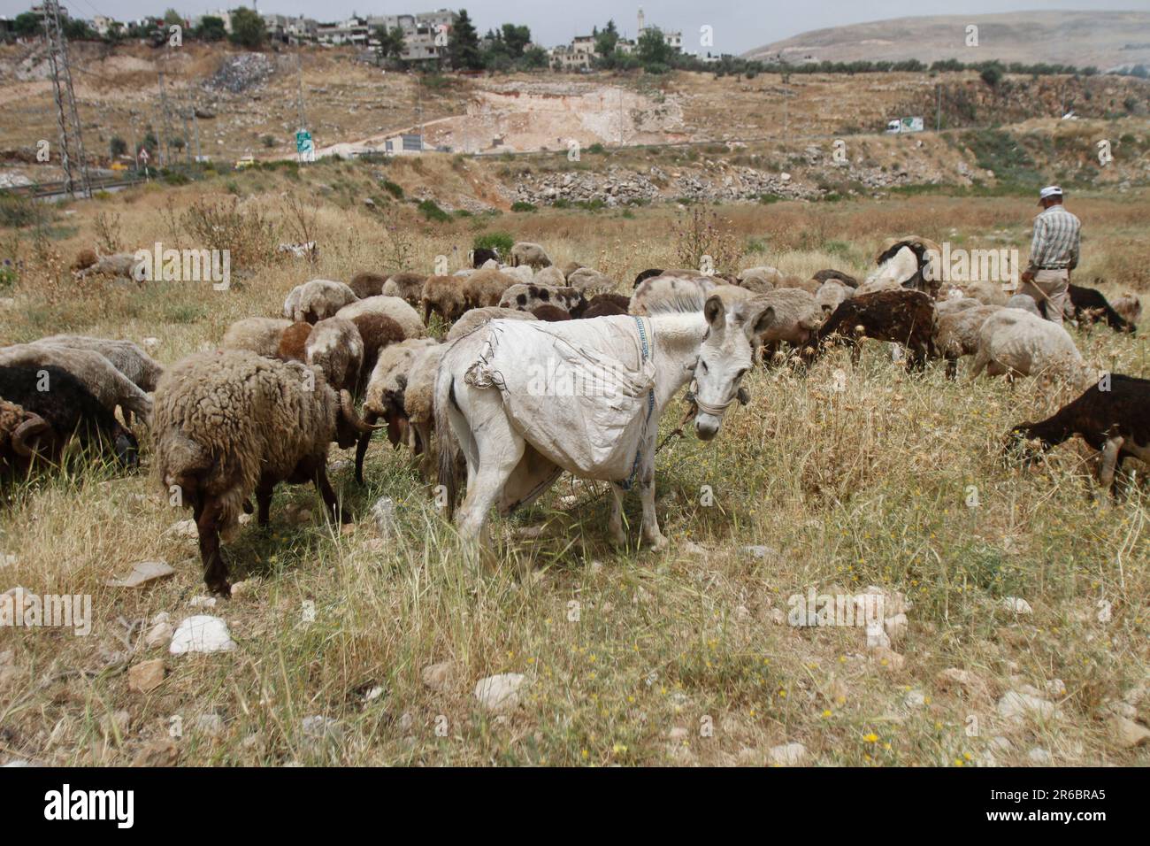 Jalandhar resident arrested for stealing sheep , lamb.