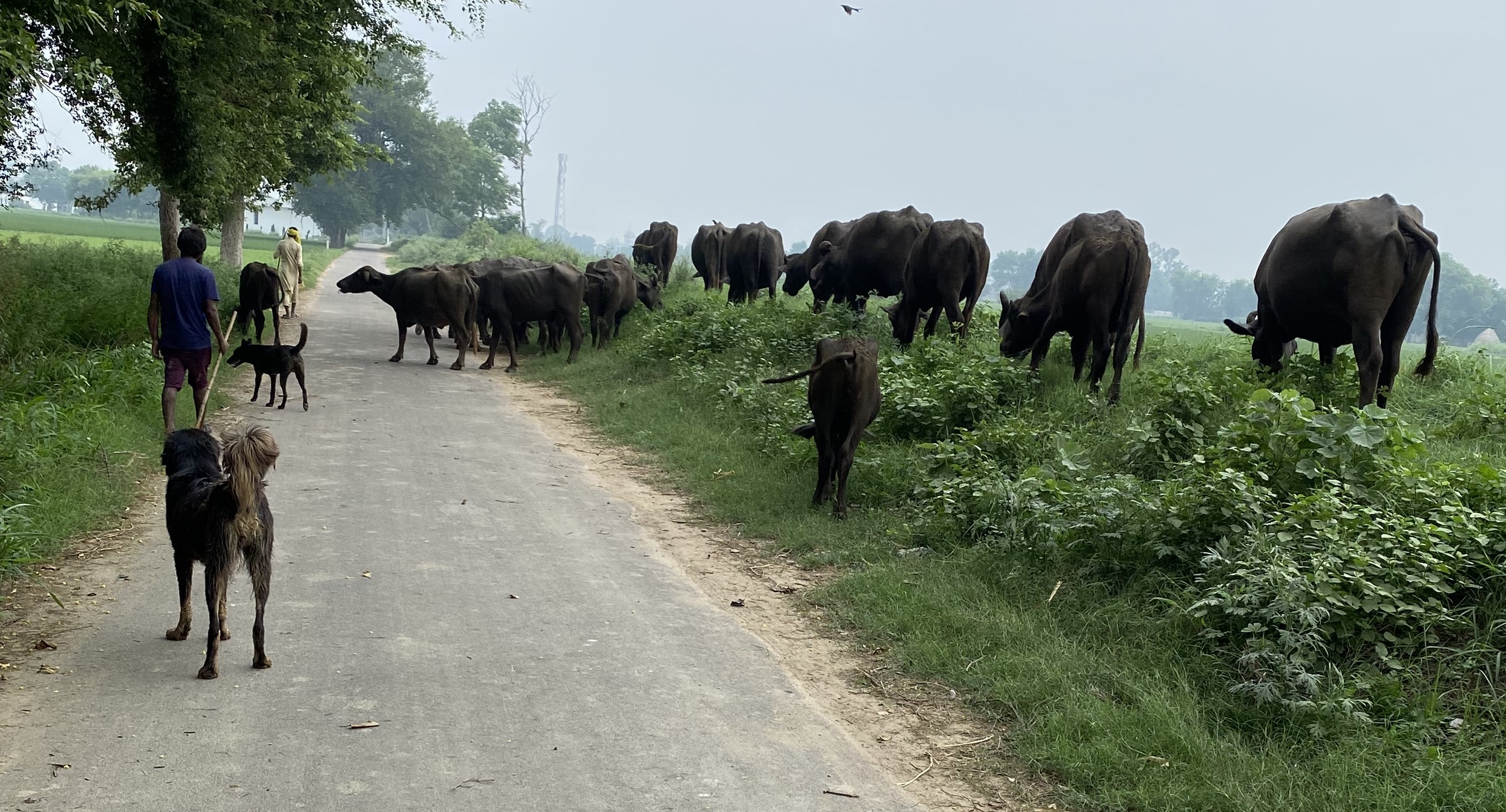 Jalandhar DC orders ban on movement of animals in herds