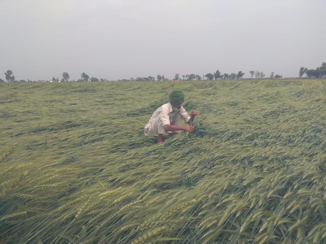 Thursday night rainfall and thunderstorms lead to the logging of the wheat crop in many places, farmers say it is a loss of yield.