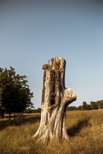 Village Chowkidar booked for cutting trees from common land  