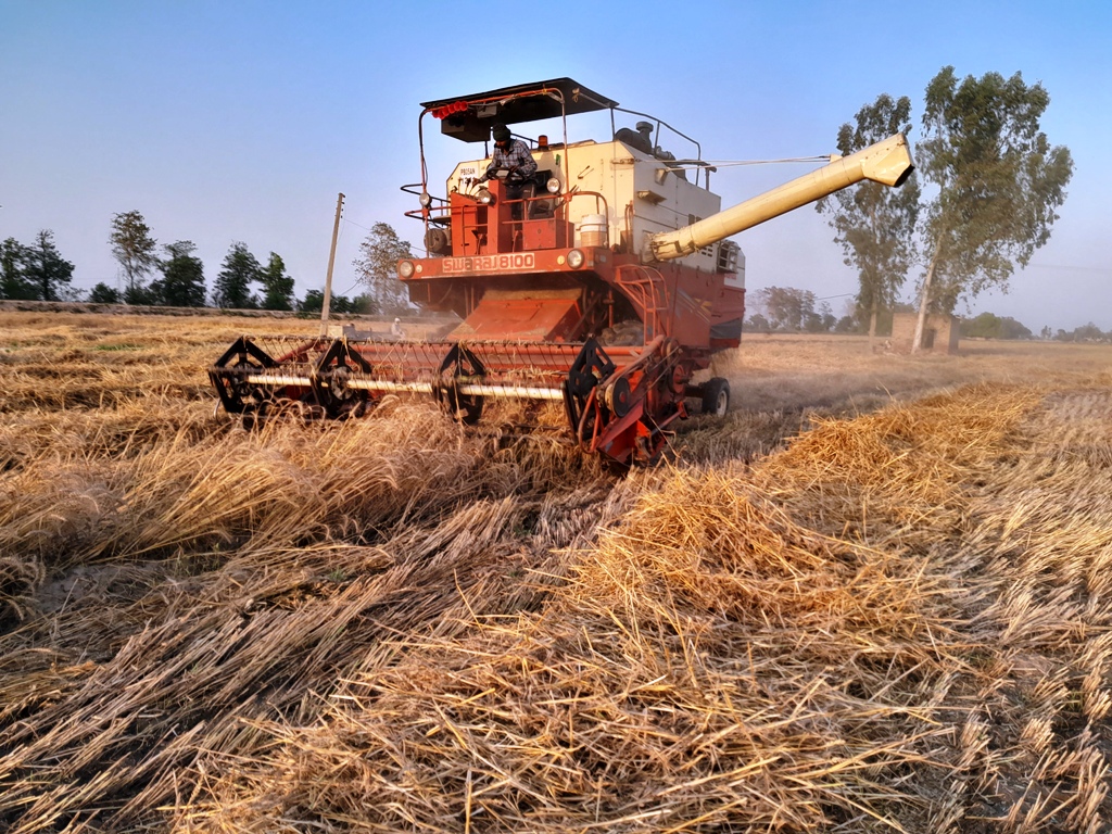 All hopes shattered, about 4 to 8 quintal decline in the yield of the wheat crop due to month long bad weather