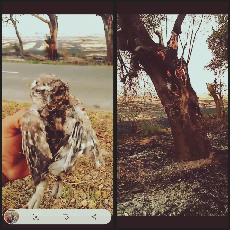 Farmers continue to burn the wheat stubble,birds and plantation left charred at many places