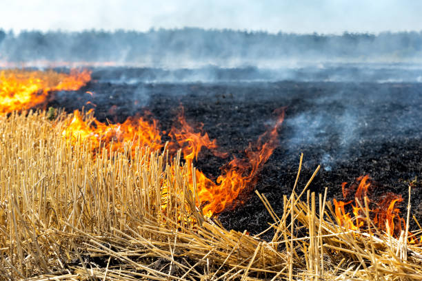 Woman among two farmers booked for burning paddy stubble   