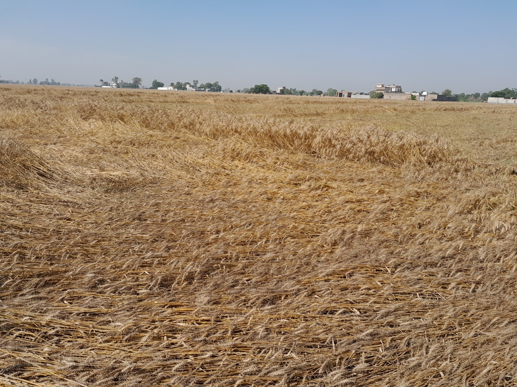 High temperatures last season, heavy rainfall current season besides lumpy Skin Disease led to huge loss to the farming and farm labour communities within a year