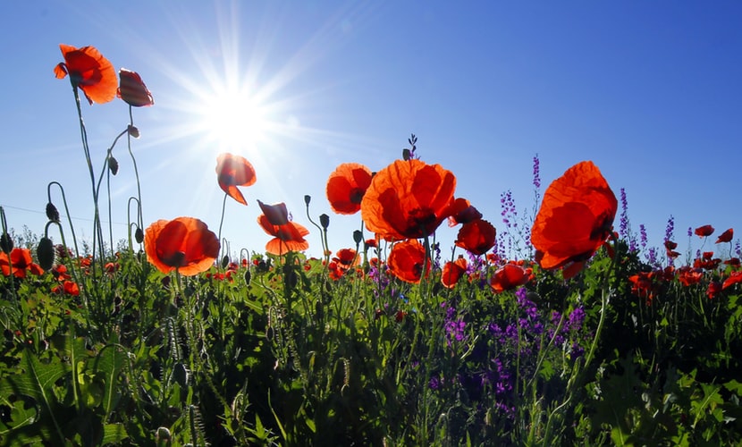 Nurmahal resident arrested for cultivating poppy crop   