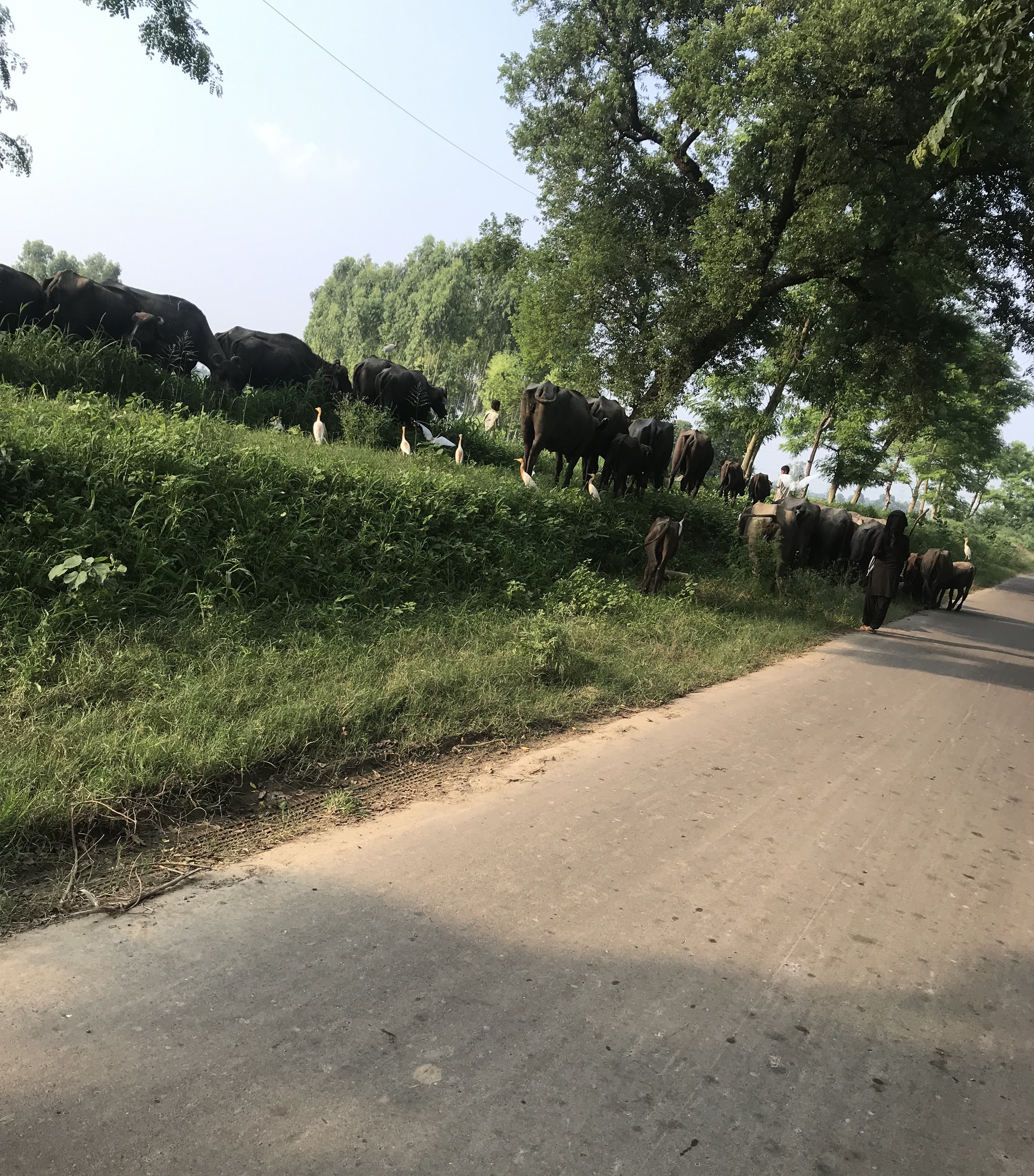 DC order banning movement of animals in herds not implemented.
