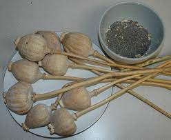 Bargari police of Faridkot arrests one with 15 Kg poppy husk