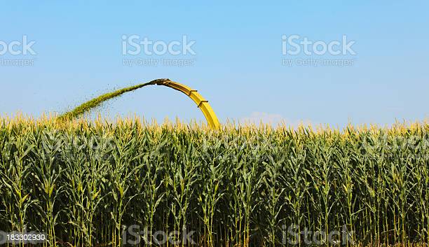 The silage fields are turning out to be dumps of fertilizers, health hazards and soil deterioration may not be denied 