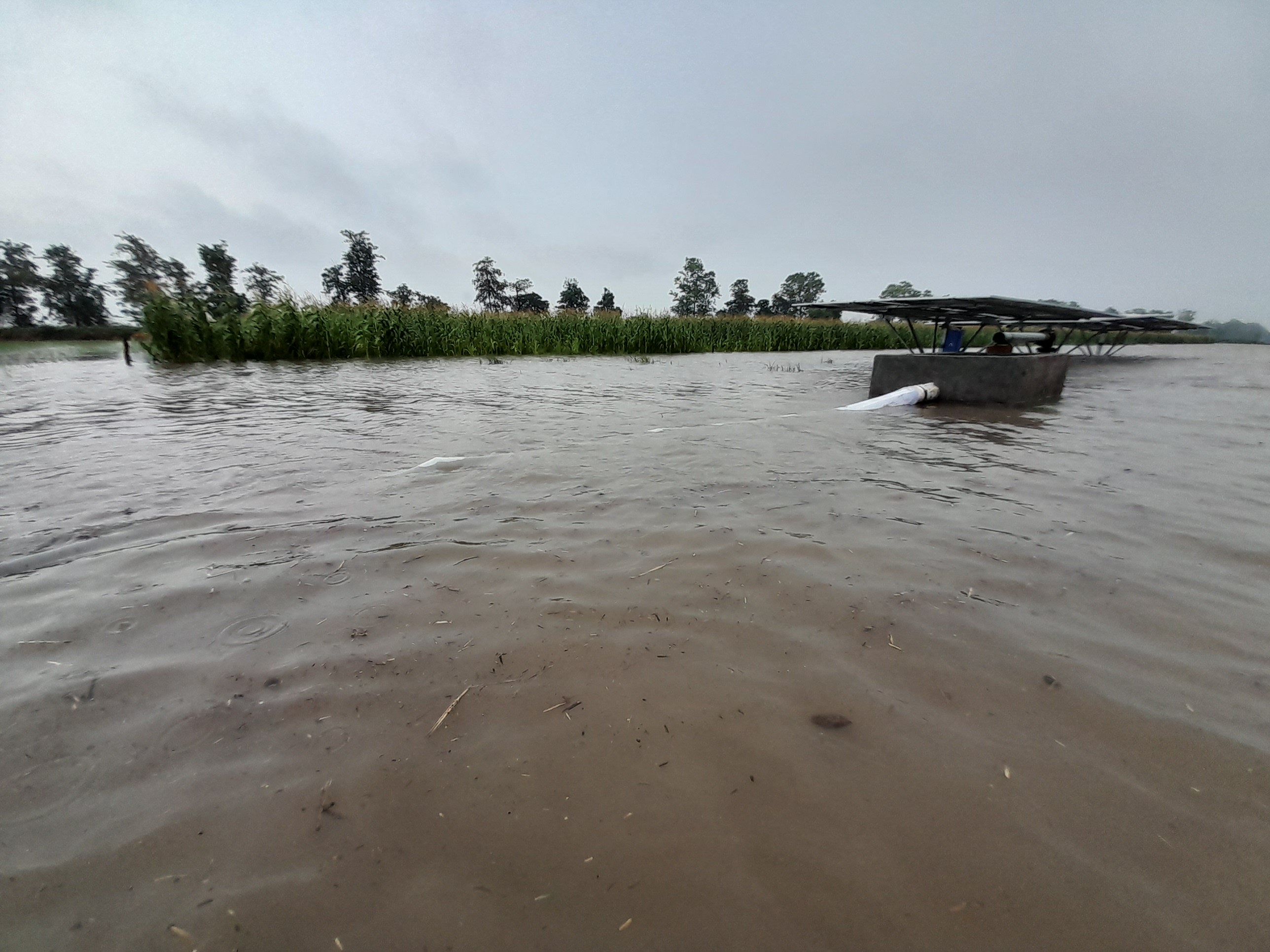 Havey rainfall lashed in Faridkot, crops submerged, streets unindated