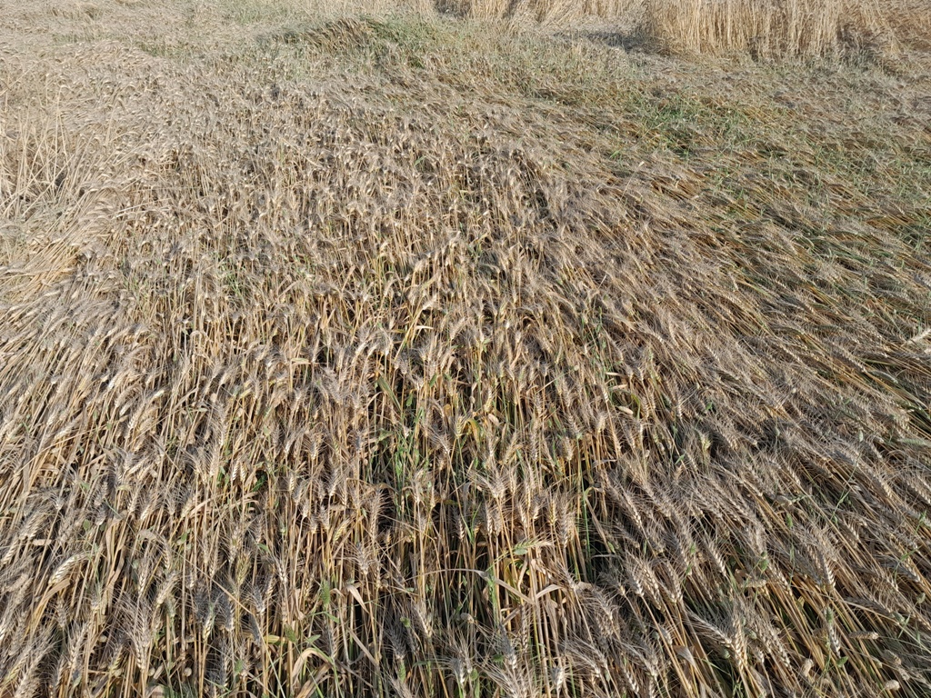 Compensation too less to pay the loss of the farmers, damage varies from 40 to 100 per cent at places