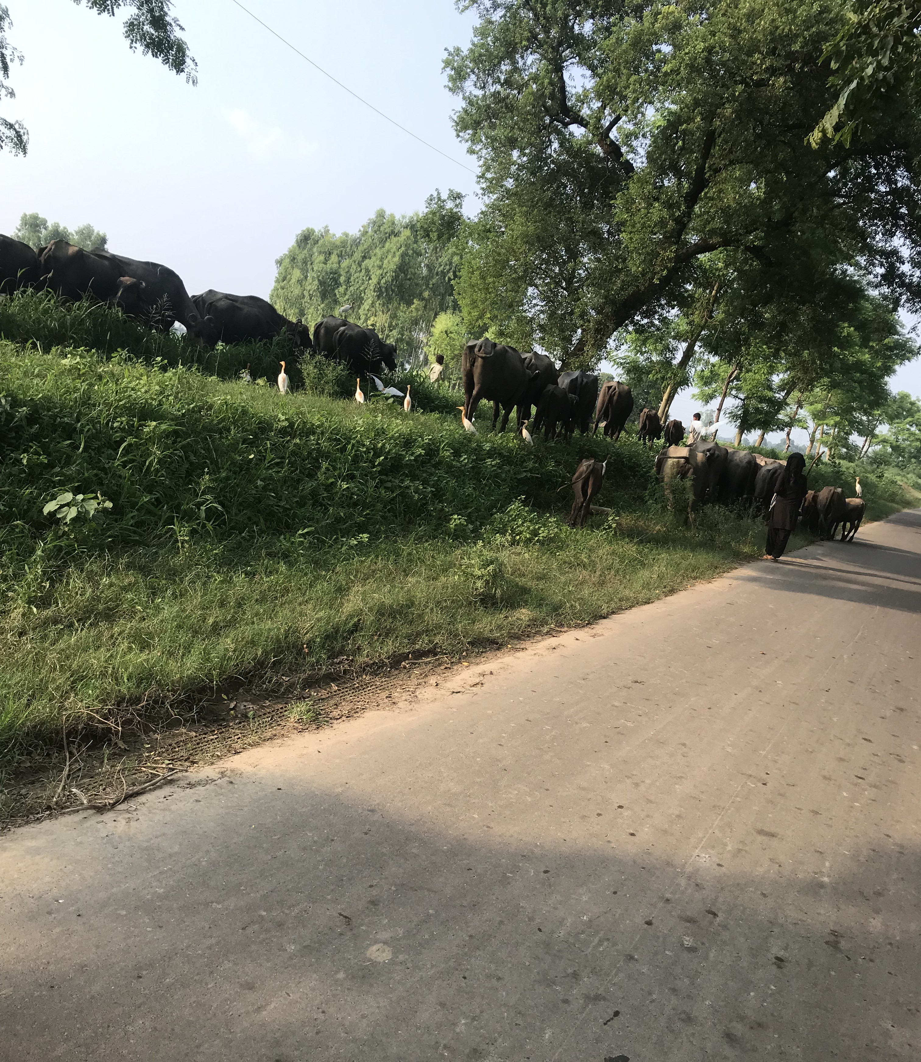 DC order banning movement of animals in herds not implemented.