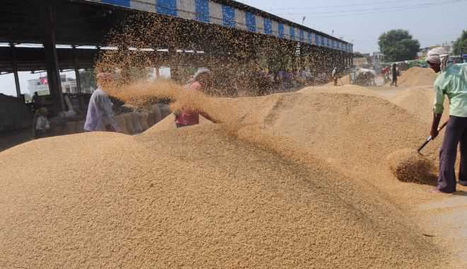 Elaborate arrangements of tarpaulins in  markets to save grains from rain- DC